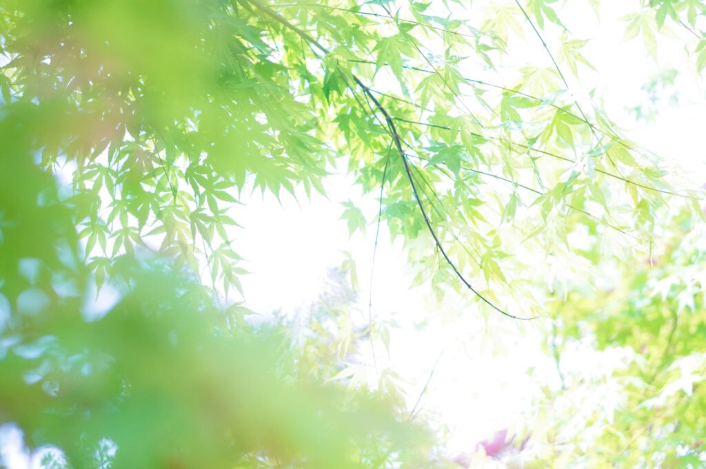 夏季剪定の季節です 逗子の植木屋 鈴之屋